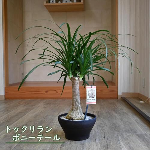Amazon｜トックリラン鉢植え ポニーテールトックリラン観葉植物